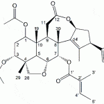 Ohchinolide B CAS 71902-49-3
