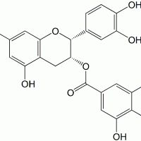 Epicatechin gallate CAS 1257-08-5