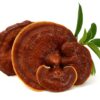Ganoderma