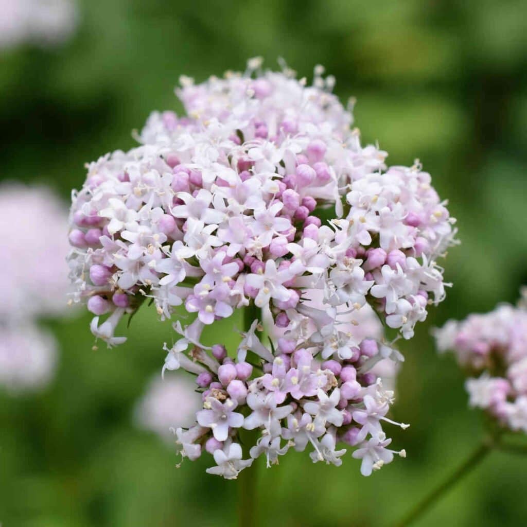 Planta Analytica History Pink Flowers