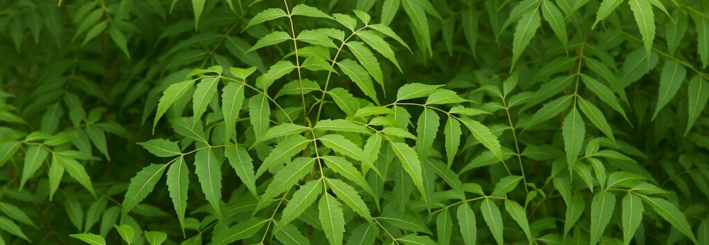 neem limonoids reference standards azadirachtins